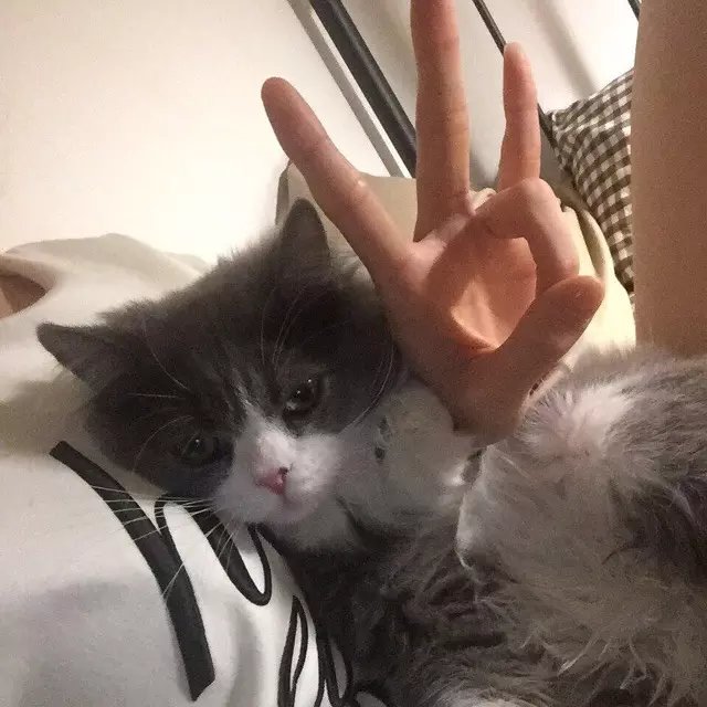 梅妍妮月